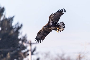 Genç Kel Kartal uçuyor.