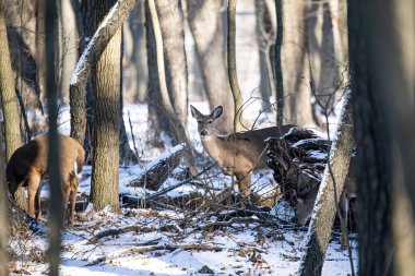 Karlı ormanda küçük bir sürü beyaz kuyruklu geyik