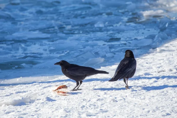 Cuervo Americano Corvus Brachyrhynchos Comiendo Resto Los Peces —  Fotos de Stock