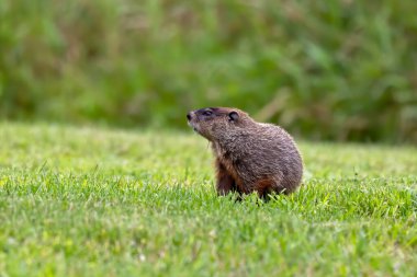 Dağ sıçanı (Marmota monax), dağ sıçanı olarak da bilinir..