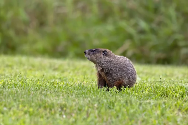 Сурка Marmota Monax Известная Дровосек — стоковое фото