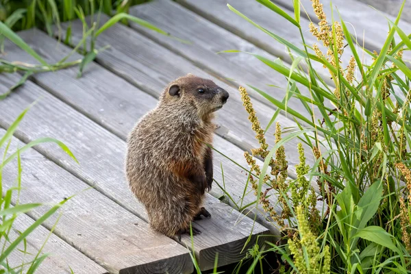 Den Murmeldjur Marmota Monax Även Känd Som Vedchuck — Stockfoto