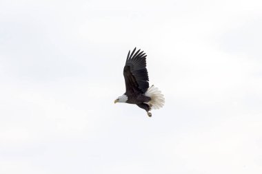 Uçan Kel Kartal (Haliaeetus leucocephalus)