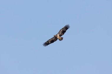 Genç Kel Kartal (Haliaeetus leucocephalus) Michigan Gölü üzerinde uçuyor