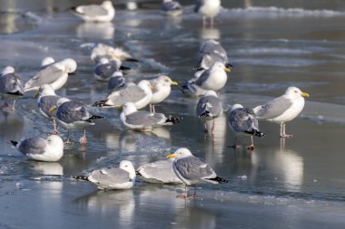 Ringa martı sürüsü (Larus argentatus) donmuş bir nehirde