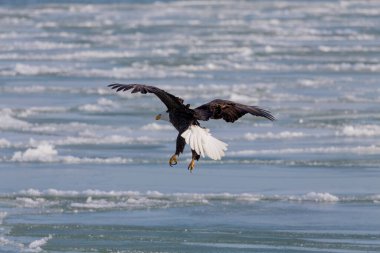 Kel kartal (Haliaeetus leucocephalus) donmuş bir göle iner.