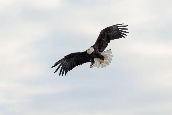 Bald Eagle Haliaeetus Leucocephalus Flight — Fotografia de Stock