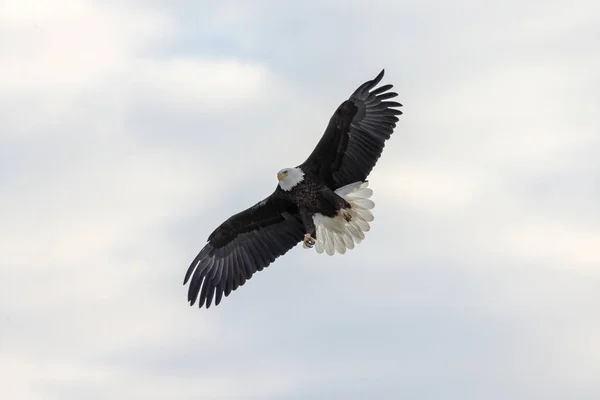 Bald Eagle Haliaeetus Leucocephalus Flight — Stock Photo, Image