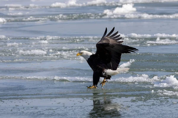 Bald Eagle Haliaeetus Leucocephalus Landing Frozen Lake — Stockfoto