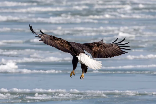 Bald Eagle Haliaeetus Leucocephalus Landing Frozen Lake — Stockfoto