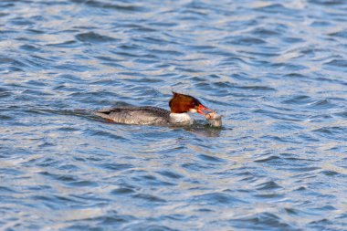 Merganser (Kuzey Amerika) veya Goosander (Avrasya) (Mergus merganser). Avdaki kadın.