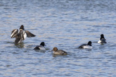 Dalış yapan ördek sürüsü. Nehirdeki Ortak Altın Göz ve Daha Büyük Scaup
