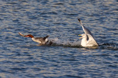 Ringa martı (Larus argentatus) yakalanan balıklarla ortak merganser 'ı (Mergus merganser) kovalar.
