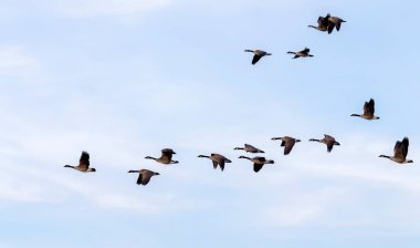 Kanada Kaz Sürüsü (Branta canadensis) uçuyor