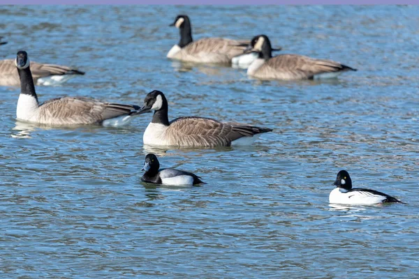 Ojo Oro Común Gran Scaup Bandada Gansos Canadá Río — Foto de Stock