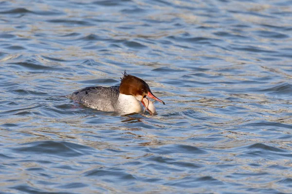 一般的なマーガンサー またはグーザンダー ユーラシア Mergus Merganser 狩りの女 — ストック写真