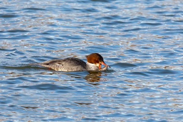 Merganser Comum Norte Americano Goosander Eurasiano Mergus Merganser Feminino Caça — Fotografia de Stock