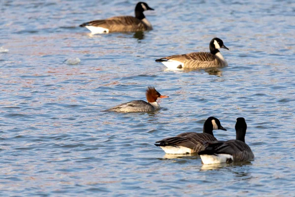 Die Kanadagänse Branta Canadensis Und Der Weibchen Merganser Mergus Merganser — Stockfoto