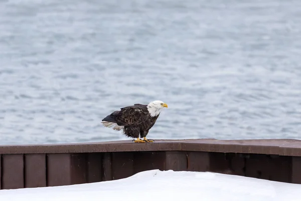 坐在密歇根湖岸边的秃鹰 — 图库照片