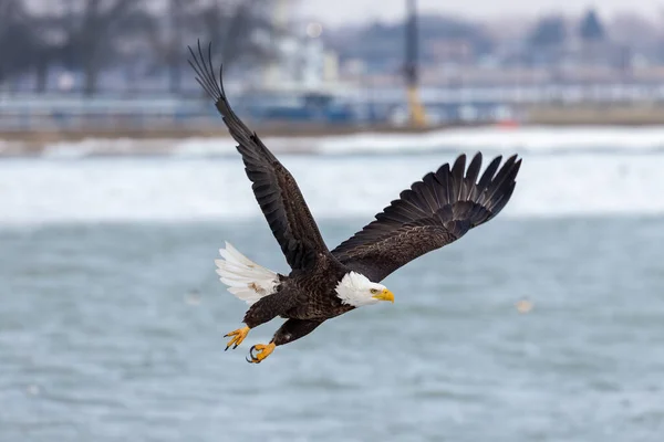 Águila Calva Vuelo — Foto de Stock