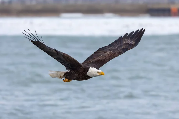 Águila Calva Vuelo — Foto de Stock