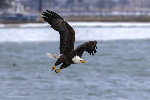 Bald Eagle Flygning — Stockfoto