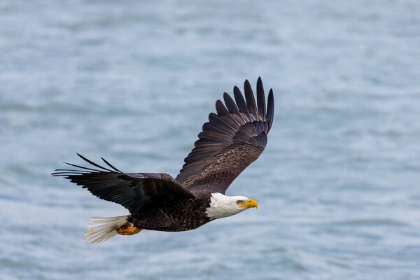 The Bald eagle in flight