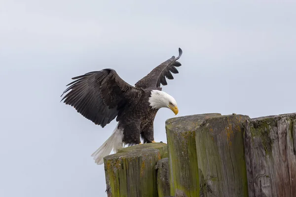 Águila Calva Sentado Orillas Del Lago Michigan — Foto de Stock
