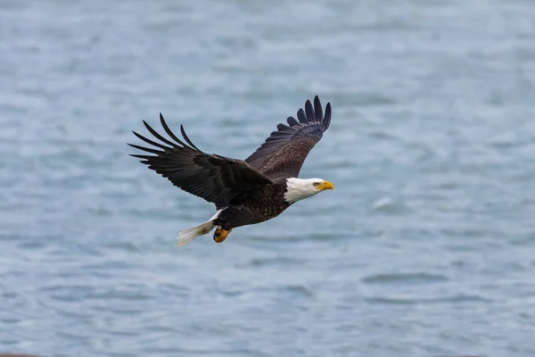 Bald Eagle Flygning — Stockfoto