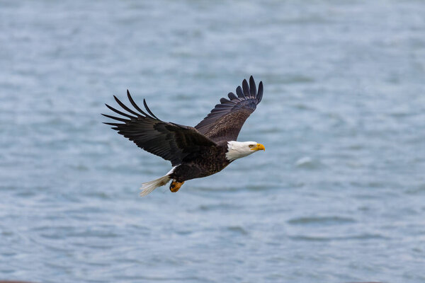 The Bald eagle in flight