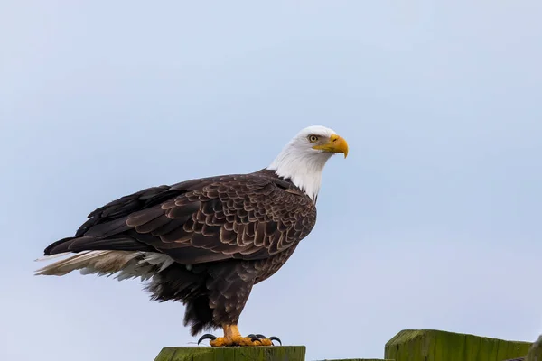 Aquila Calva Seduta Sulle Rive Del Lago Michigan — Foto Stock