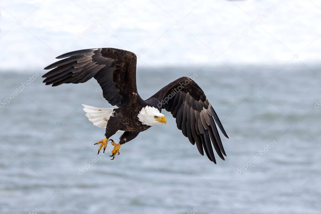 The Bald eagle in flight