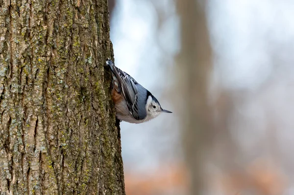 Der Kleiber Sitta Carolinensis — Stockfoto