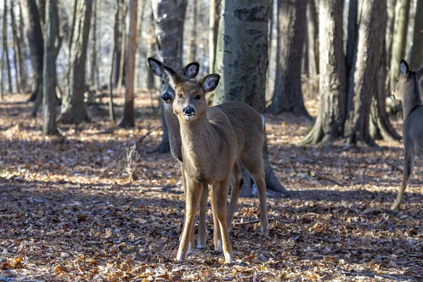 尾の白い鹿 オドコイルス バージニアヌス 別名白尾鹿またはバージニア鹿 — ストック写真