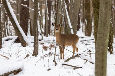 Karlı ormanda beyaz kuyruklu geyik. 