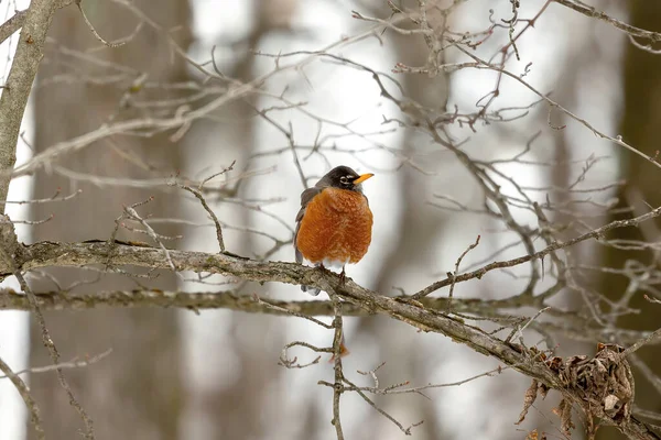 Merle Amérique Turdus Migratorius Oiseaux Venus Sud Recherche Nourriture Dans — Photo