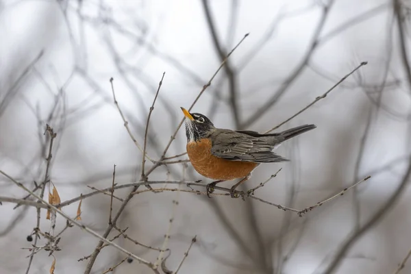 Amerikanische Rotkehlchen Turdus Migratorius Vögel Die Aus Dem Süden Kamen — Stockfoto