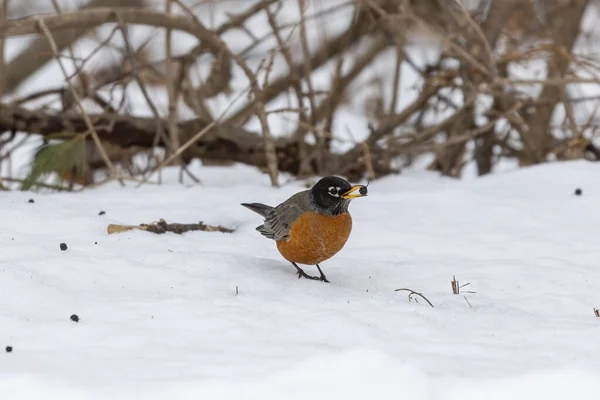 Amerikanische Rotkehlchen Turdus Migratorius Vögel Die Aus Dem Süden Kamen — Stockfoto