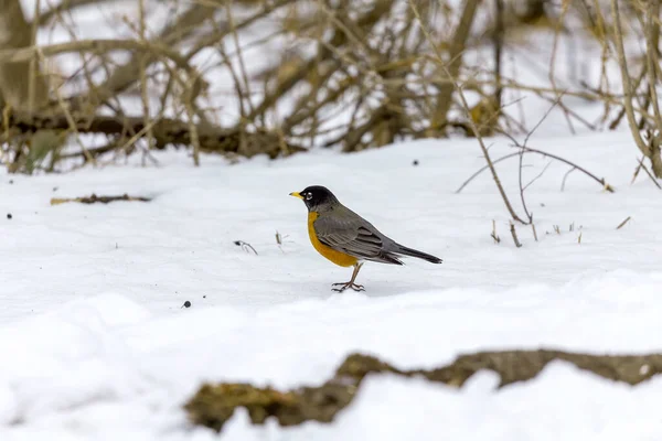 Merle Amérique Turdus Migratorius Oiseaux Venus Sud Recherche Nourriture Dans — Photo