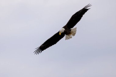 Kel kartal (Haliaeetus leucocephalus) avda