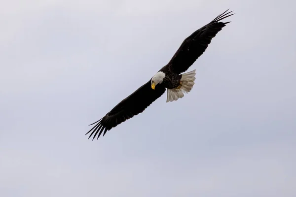 Aquila Calva Haliaeetus Leucocephalus Caccia — Foto Stock