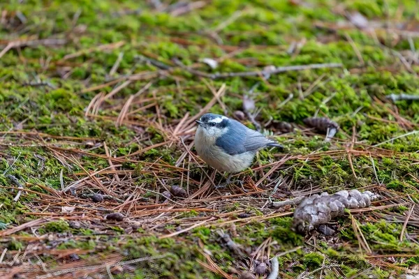 Kırmızı Göğüslü Nuthatch Sitta Canadensisin Küçük Bir Amerikan Ötücü Kuşudur — Stok fotoğraf