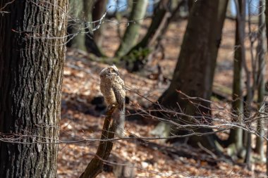 Genç büyük boynuzlu baykuş (Bubo virginianus) Wisconsin eyalet parkında.