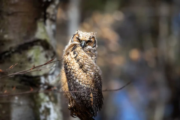 Grand Hibou Cornu Les Jeunes Chouettes Sur Nid — Photo