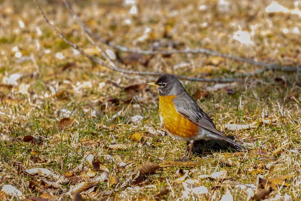 Merle Amérique Turdus Migratorius Oiseaux Venus Sud — Photo