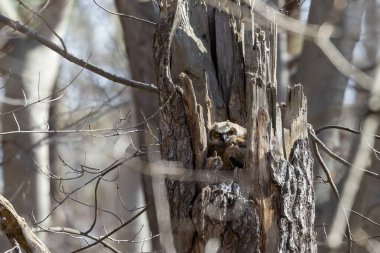 Büyük boynuzlu baykuş. Yuvadaki genç baykuşlar