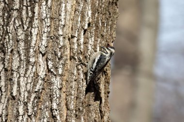 Wisconsin 'de sarı karınlı Sapsucker (Sphyrapicus varius)