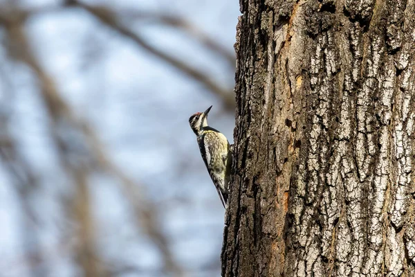 Желтобрюхий Сапсакер Sphyrapicus Varius Висконсине — стоковое фото