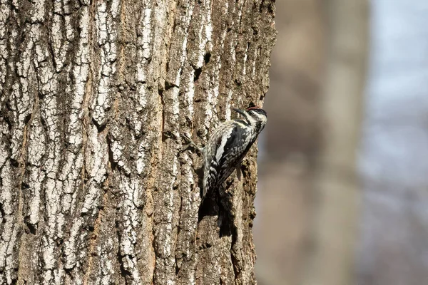 Sapsucker Barriga Amarela Sphyrapicus Varius Wisconsin — Fotografia de Stock