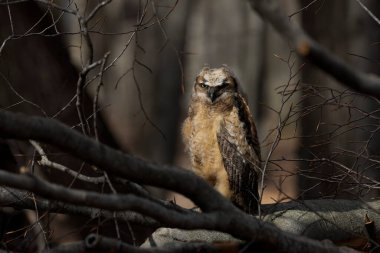 Genç büyük boynuzlu baykuş (Bubo virginianus) Wisconsin eyalet parkında.